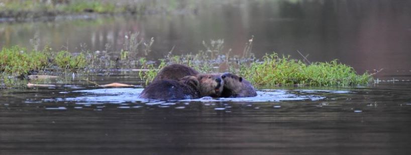 three beavers together in water in natural habitat