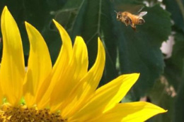 bee hovering near yellow sunflower