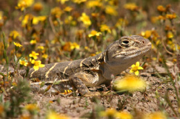 tan lizard with yellow stripes in field of yellow flowers and ground