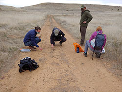 four scientists observing bobcat scat on a dirt path - click to enlarge in new window