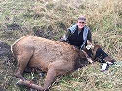 Woman wearing blue jacket with camo sleeves, and brown ball cap crouching in field behind large elk laying on its side. Elk's legs are restrained by leather straps, neck is collared, and face is covered with black mask.