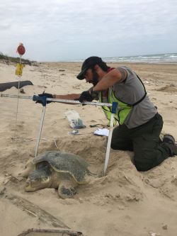 conflicts specialist measuring a turtle