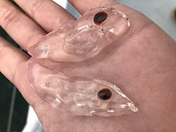 Hand holding two clear jelly-like organisms