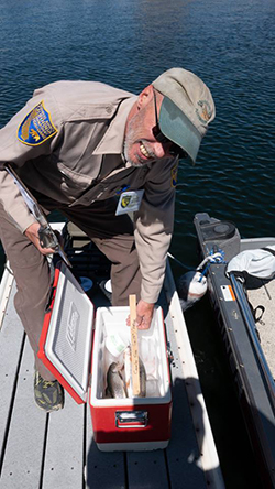 Man in brown and beige CDFW uniform on boat bent over cooler with fish while holding a ruler in cooler.