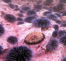 Several urchins and single abalone covering large rock underwater