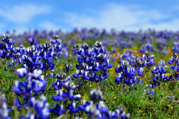 close-up of field of purple flowers with blue sky above