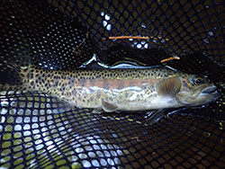 rainbow trout in a net