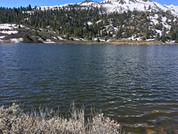 Lake with vegetation in foreground. Snowy mountains and green trees in background.