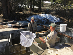 Two men in CDFW uniforms standing in concrete and metal structure in stream. One man is holding a large white net. Trees and patchy snow covered ground in background.