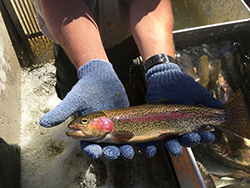 Blue-gloved hands holding small fish over metal basin filled with water and fish.