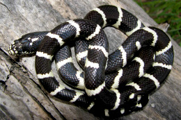 black snake with white rings coiled