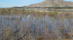Landscape of lake with overgrown vegetation in foreground, land peninsula with piles of large rocks in midground, and trees and mountains in background