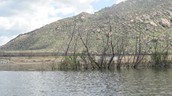 lake with partially submerged vegetation and mountain in the background