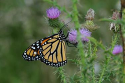 Monarch butterfly with wings closed hanging off of purple spikey flower.