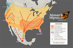Map of North America titled Monarch Migration highlighting the United States with orange and yellow arrows, a legend, and a butterfly