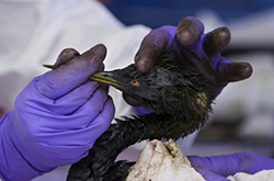 Close up of person wearing purple gloves holding oiled cormorant with one hand on head and other hand on beak