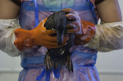 Oil covered duck held and soaped by orange gloved person wearing plastic apron