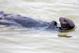 otter on back in water