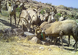 Big horn sheep drinking from a water source