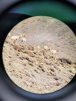 A group of ewes (female bighorn) with a lamb in Afton Canyon (San Bernardino County) as seen through a spotting scope