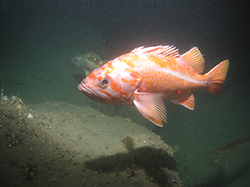 Orange fish with white stripes across head and down body underwater.