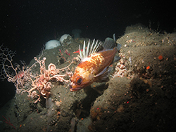 Orange fish with thick white bands and spiny dorsal fin underwater over large rock covered in salmon pink creature with narrow, long spiraling limbs.