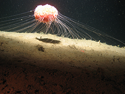 Orange-pink creature shaped like a ball underwater with hundreds of long hair-thin extensions extended toward rock.
