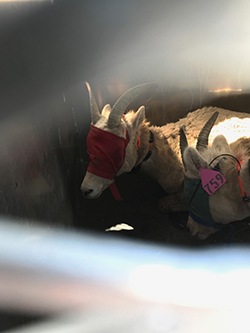 Two bighorn sheep laying with blinders on inside enclosed area