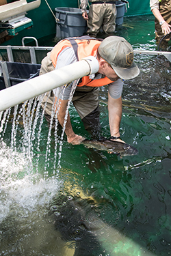 Man wearing khaki colored waders, grey short sleeve shirt, orange vest and green CDFW baseball cap standing in water bent over holding salmon. Two other people standing in background.