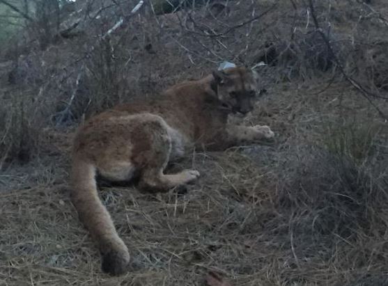 mountain lion lying on its side on the ground in natural habitat