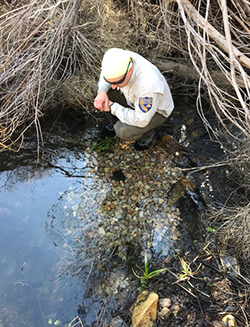 Man in Department of Fish and Wildlife uniform crouching in stream looking at the water
