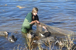 Woman in green shirt and pants wading thigh-deep in water holding net and surrounded by geese