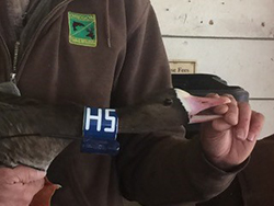 Person wearing brown sweatshirt holding collared goose. Goose has bill around person's index finger.