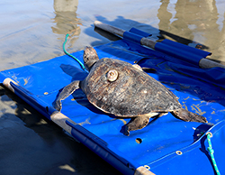Green sea turtle on top of blue tarp secured by poles in shallow water