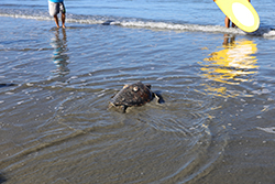 Green sea turtle in shallow water shoreline heading out into open water. People with surf boards standing in water in background.