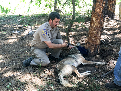Scientist Kent Laudon tranquilizing a breeding female wolf to gather health information.