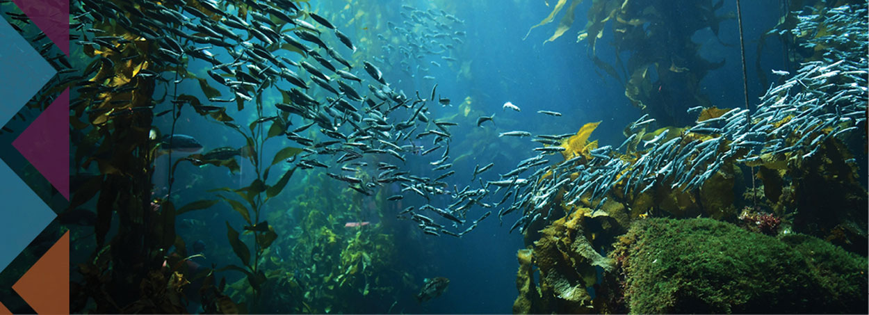 school of ocean fish