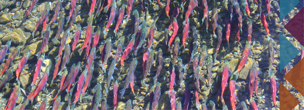 school of river fish