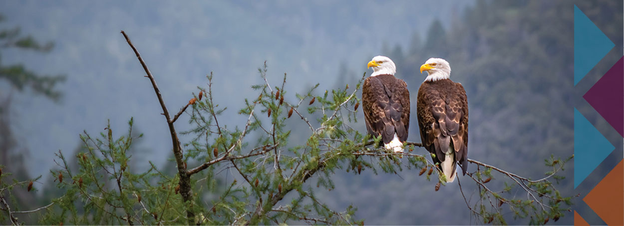 bald eagles