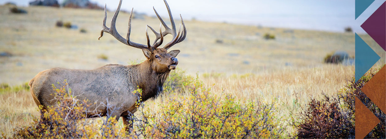 elk bull