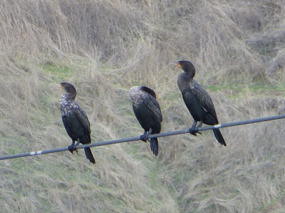 Three double-crested cormorrants roosting on a wire.