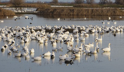 Large flock of snow geese resting in a wetland.