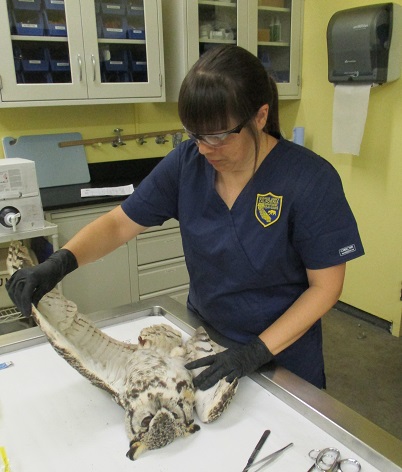 Wildlife biologist examining a great-horned owl carcass during a post-portem exam.