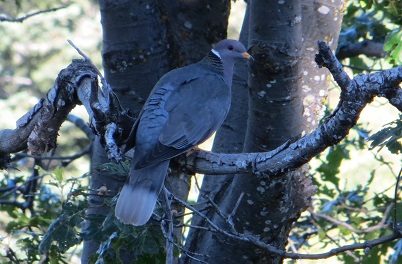 Band-tailed pigeon perched on a branch of an oak tree.