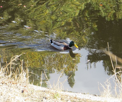 Male mallard duck swimming in a city park pond.