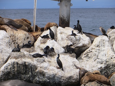 Brandt's cormorants and California sea lions resting on an rock jetty.