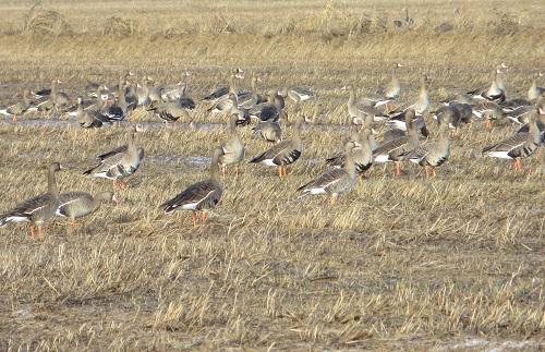 A flock of greater white fronted geese feeding on waste grain.
