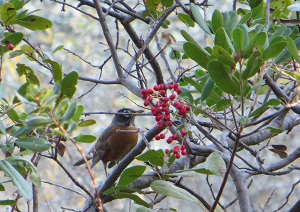 American robin feeding on red toyon berries.