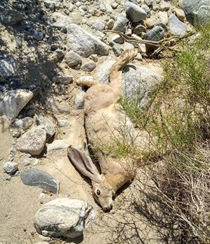 Dead wild black-tailed jack rabbit