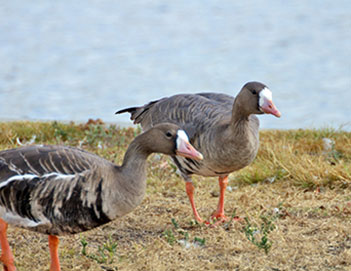 Two tule geese standing